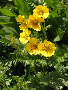 Geum rossii